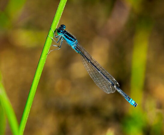 Scarce Blue-tailed Damselfly