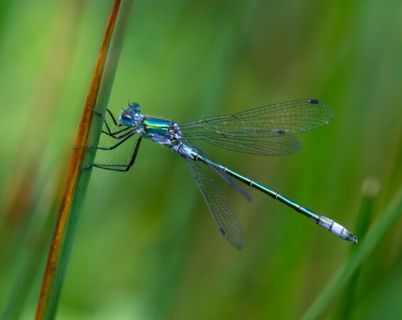Scarce Emerald Damselfly