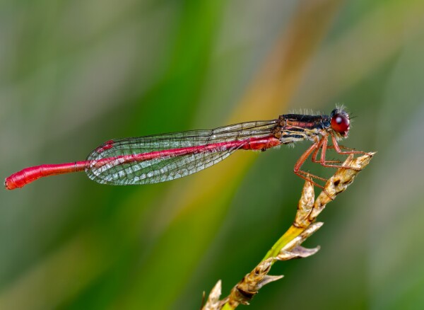 Small Red Damselfly