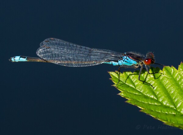 Small Red-eyed Damselfly