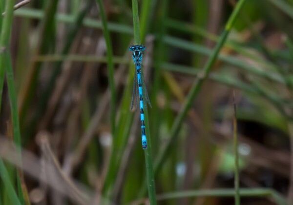 Southern Damselfly