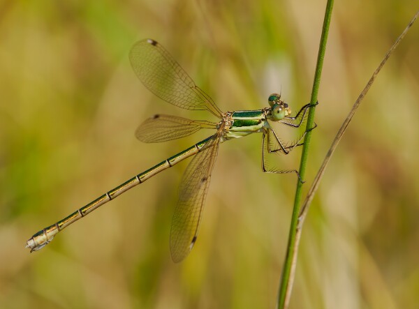 Southern Emerald Damselfly