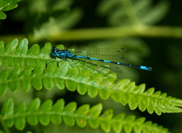 Variable Damselfly