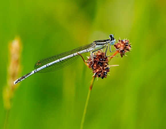 White-legged Damselfly