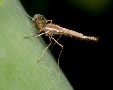 Chaoborus010825 Chaoborus sp RSPB Loch Lomond, Scotland
