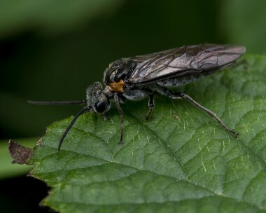 Dolerushaematodes080625 Dolerus Haematodes Ballanette, Isle of Man