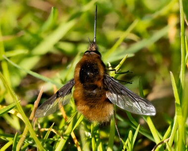 bbbeefly050425s Dark-edged Bee Fly Holt Lowes, Norfolk