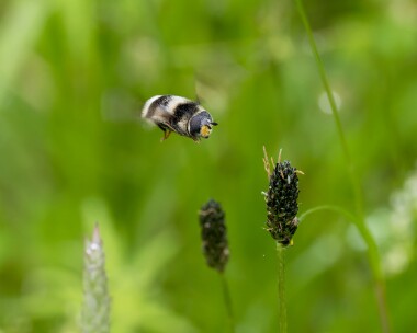 bearfly150625 Bear Fly Kinloch Laggan, Scotland