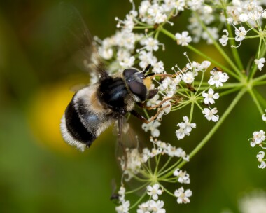 bearfly160625 Bear Fly Kinloch Laggan, Scotland