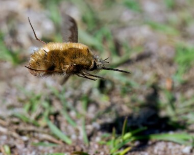 darkedgedbeefly060425s Dark-edged Bee Fly Holt Lowes, Norfolk