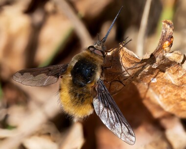 darkedgedbeefly100425s Dark-edged Bee Fly Holkham Pines, Norfolk