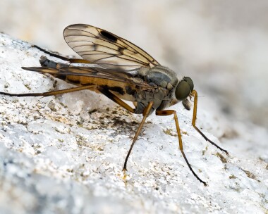 downlookersnipefly110625 Downlooker Snipefly Laggan, Scotland