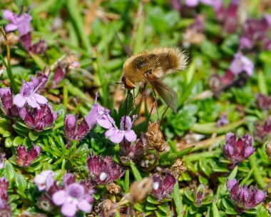 heathbeefly120725 Heath Bee fly Ballaghennie, Isle of Man