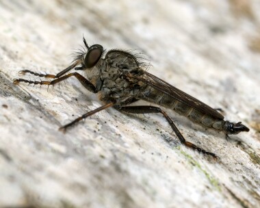 kitetailedrobberfly070825 Kite-tailed Robberfly RSPB Arne, Dorset