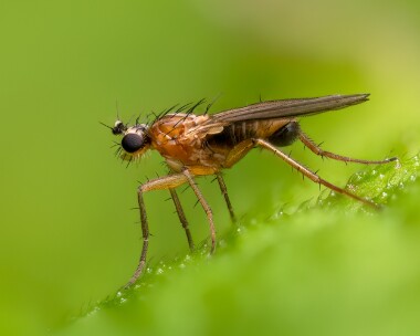 lonchopteralutea080425s Lonchoptera Lutea Langham, Norfolk