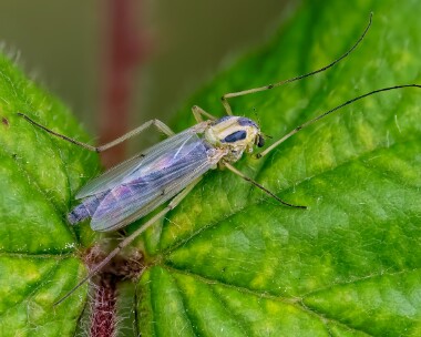 midge240525 Non biting Midge Ballanette, Isle of Man