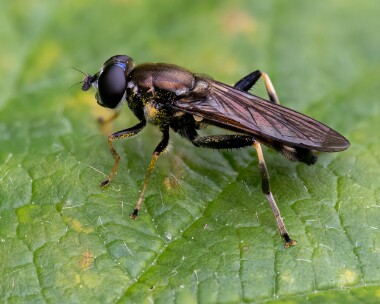 orangebeltedleafwalker150625s Orange-belted Leaf Walker Spean Bridge, Scotland