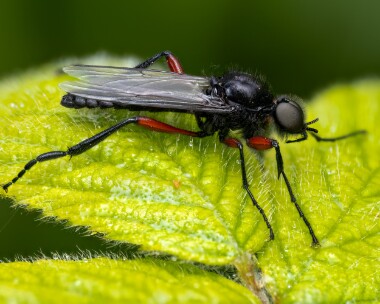 redthighedstmarksfly070625 Red-thighed St Marks Fly Stoney Mountain, Isle of Man