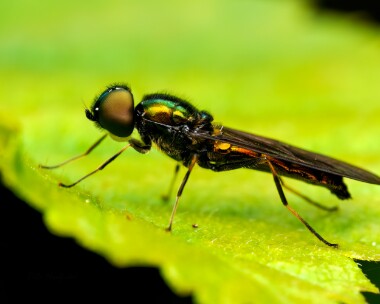 soldierfly150924 Soldier Fly Sancreed, Cornwall