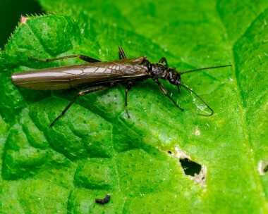 stonefly050525