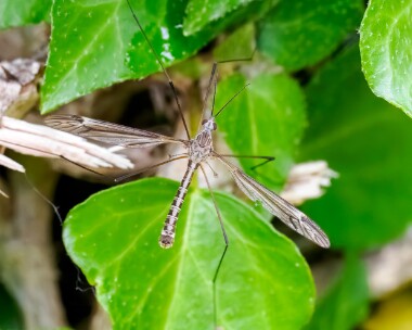 tipulalateralis240525 Tipula Lateralis Ballanette, Isle of Man