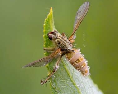 yellowdungfly240525 Yellow Dung Fly Ballanette, Isle of Man