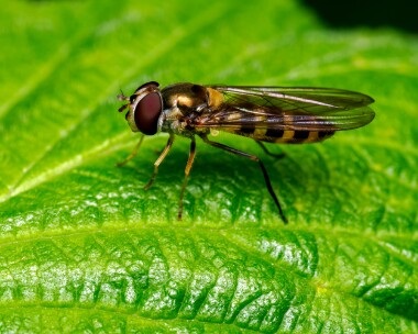 Bandedmeliscaeva160625b Banded Meliscaeva Kinloch Laggan, Scotland