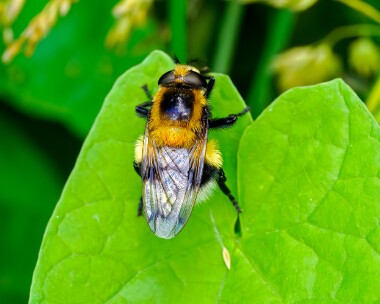 bumblebeehoverfly220624 Bumblebee Hoverfly Whitecross Green Wood, Oxfordshire