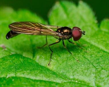 commondainty020624 Common Dainty Ballaugh Plantation, Isle of Man