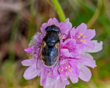 commonlagoonfly080624 Common Lagoon Fly Derbyhaven, Isle of Man