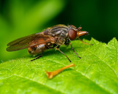 commonsnouthoverfly020624 Common Snout-hoverfly Ballaugh Plantation, Isle of Man