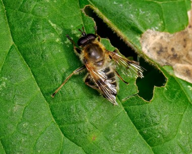 criorhinaasilica230624 Criorhina Asilica East Blean, Kent