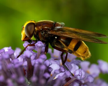 hornethoverfly140925s Hornet Hoverfly Cot Valley, Cornwall