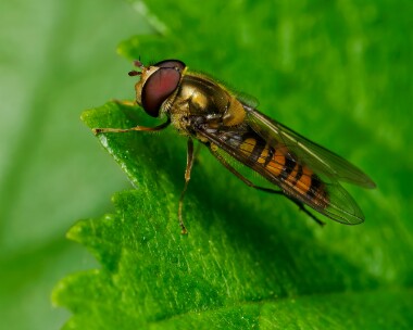 marmaladehoverfly310525 Marmalade Hoverfly Ballaugh Plantation, Isle of Man