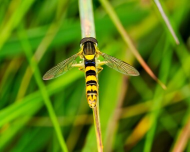 sphaerophoria170824 Sphaerophoria sp Langness, Isle of Man