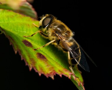 tapereddronefly200724 Eristalis Pertinax Ballanette, Isle of Man