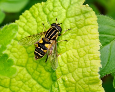 tigermarshfly140524 Tiger Marsh Hoverfly Powerstock Common, Dorset