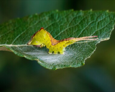 pussmothcat050721 Puss Moth Caterpillar Winterton Dunes, Norfolk