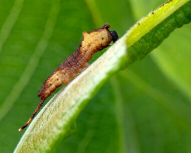 pussmothcat160618 Puss Moth Caterpillar Dalby Mountain, Isle of Man