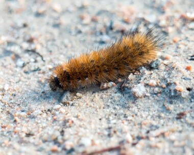 rubytiger030319 Ruby Tiger Carrbridge, Scotland