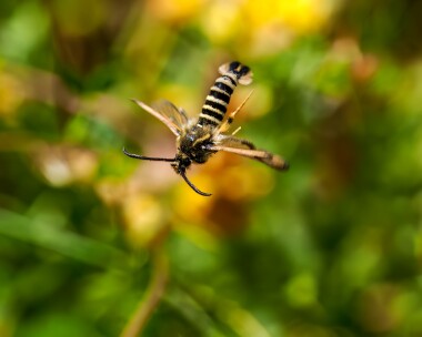 6beltedclearwing240624s Six Belted Clearwing Dungeness, Kent