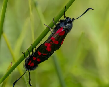 6spotburnet080625 6 Spot Burnet Moth Ballanette, Isle of Man