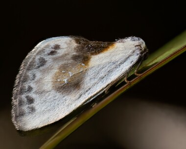 chinesecharacter130525 Chinese Character Douglas, Isle of Man