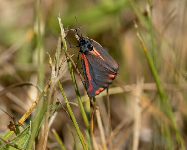 cinabar240624 Cinabar Dungeness, Kent