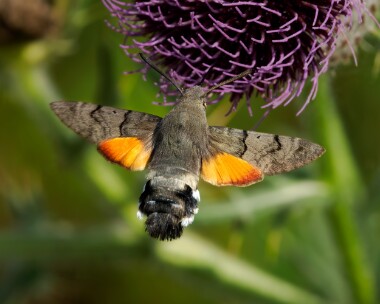 hummingbirdhawkmoth060825 Hummingbird Hawkmoth Shipton Bellinger, Wiltshire