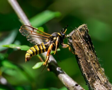 lunarhornet250624s Lunar Hornet Clearwing Stodmarsh, Kent