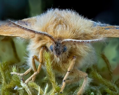 northerneggar190625 Northern Eggar Laggan, Scotland