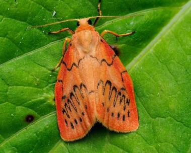 rosyfootman190924s Rosy Footman Sancreed, Cornwall