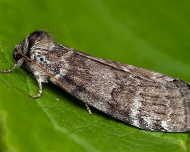 satinlutestring190625s Satin Lutestring Kinloch Laggan, Scotland