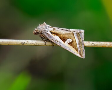 silverhook270724 Silver Hook Ballaghennie, Isle of Man